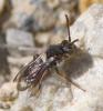 Nomada sp.